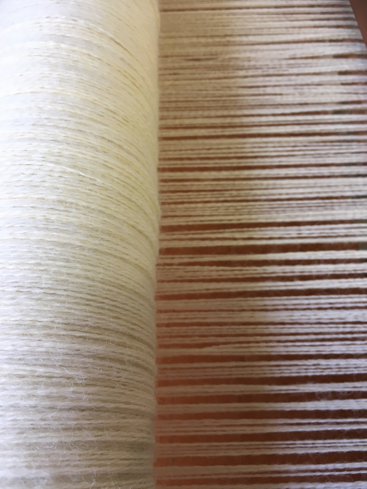 white warp